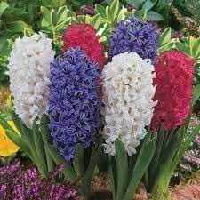 100 Mix Hyacinth Plant Seeds