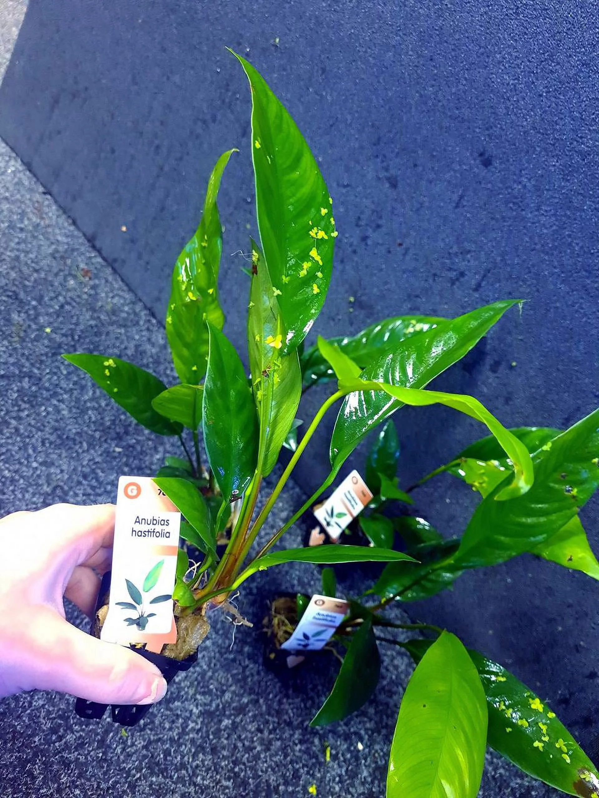 Anubias Hastifolia In 2