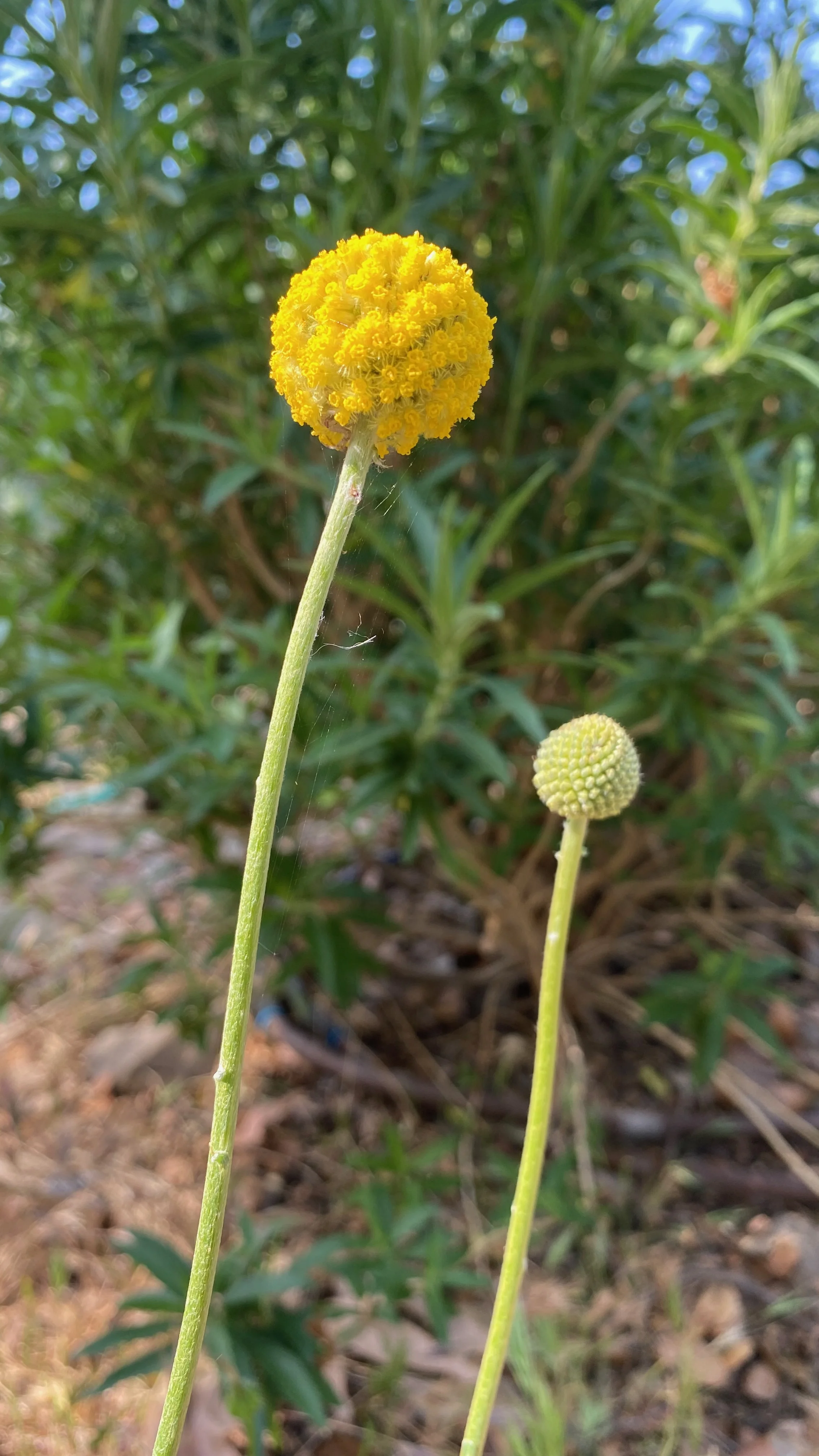 Plant Good Seed Craspedia Flower Seed Yellow Perennial Drumstick Flower Billy Buttons Dried Bouquet