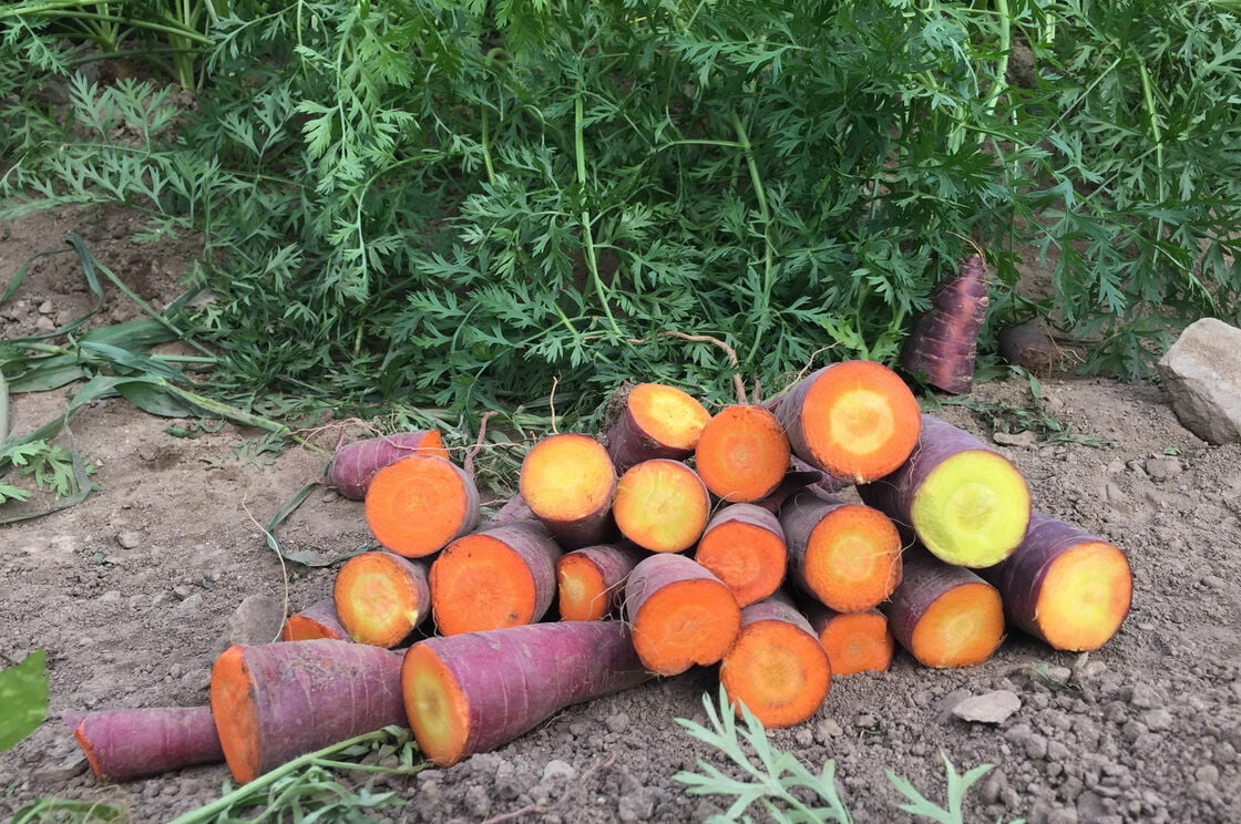 500+ Dragon Carrot Seeds for Planting Exotic Color and Delicious Taste