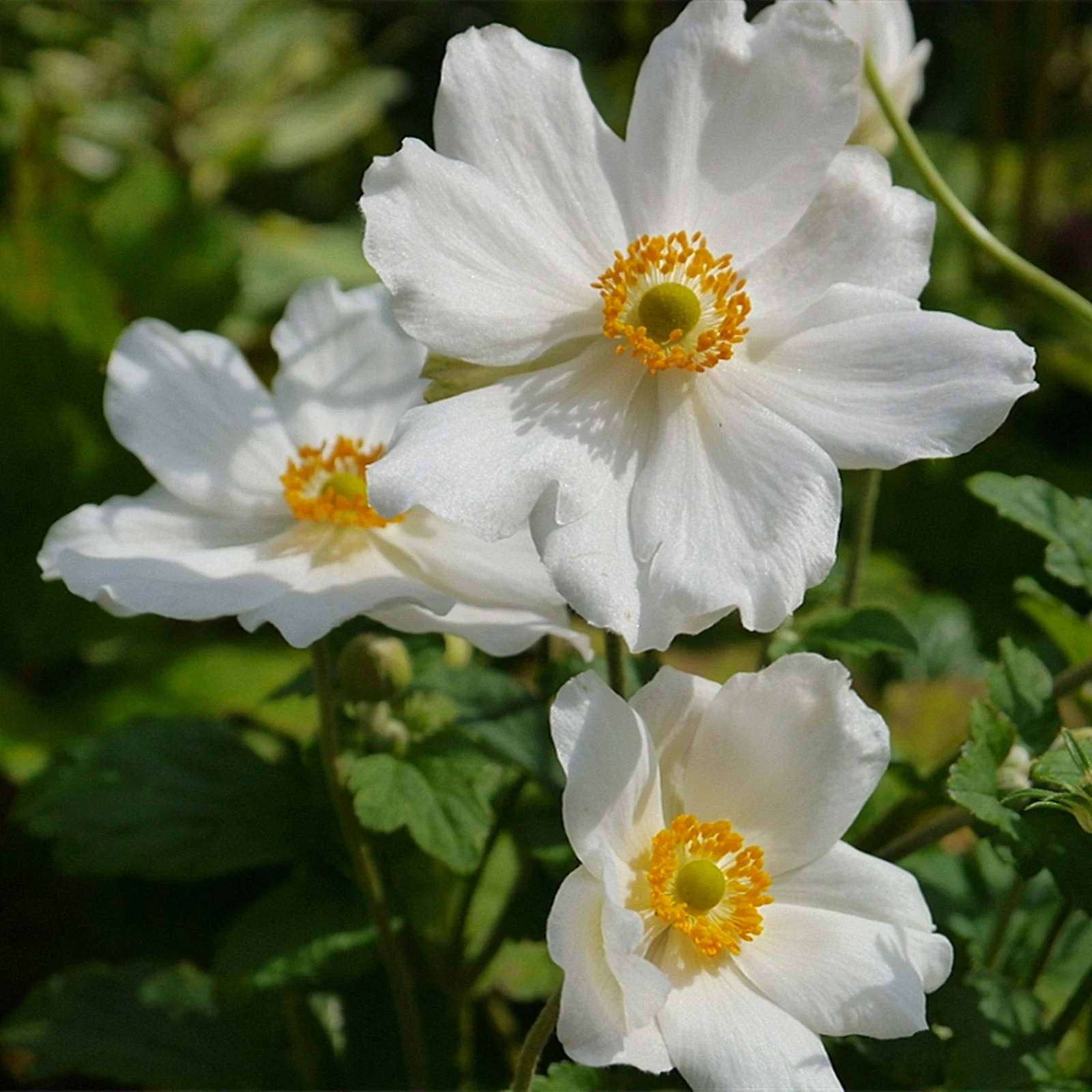 Anemone Bulbs, Flowers For All Seasons,  Perennials,Many Flowers,Garden Bulbs, Interior DecorationAnemone Bulbs For Sale