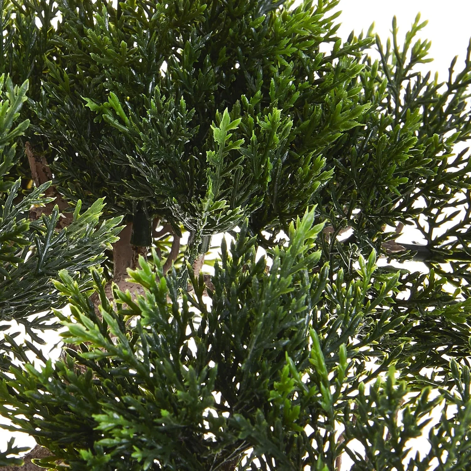 Cedar CEDER Bonsai Tree, Green