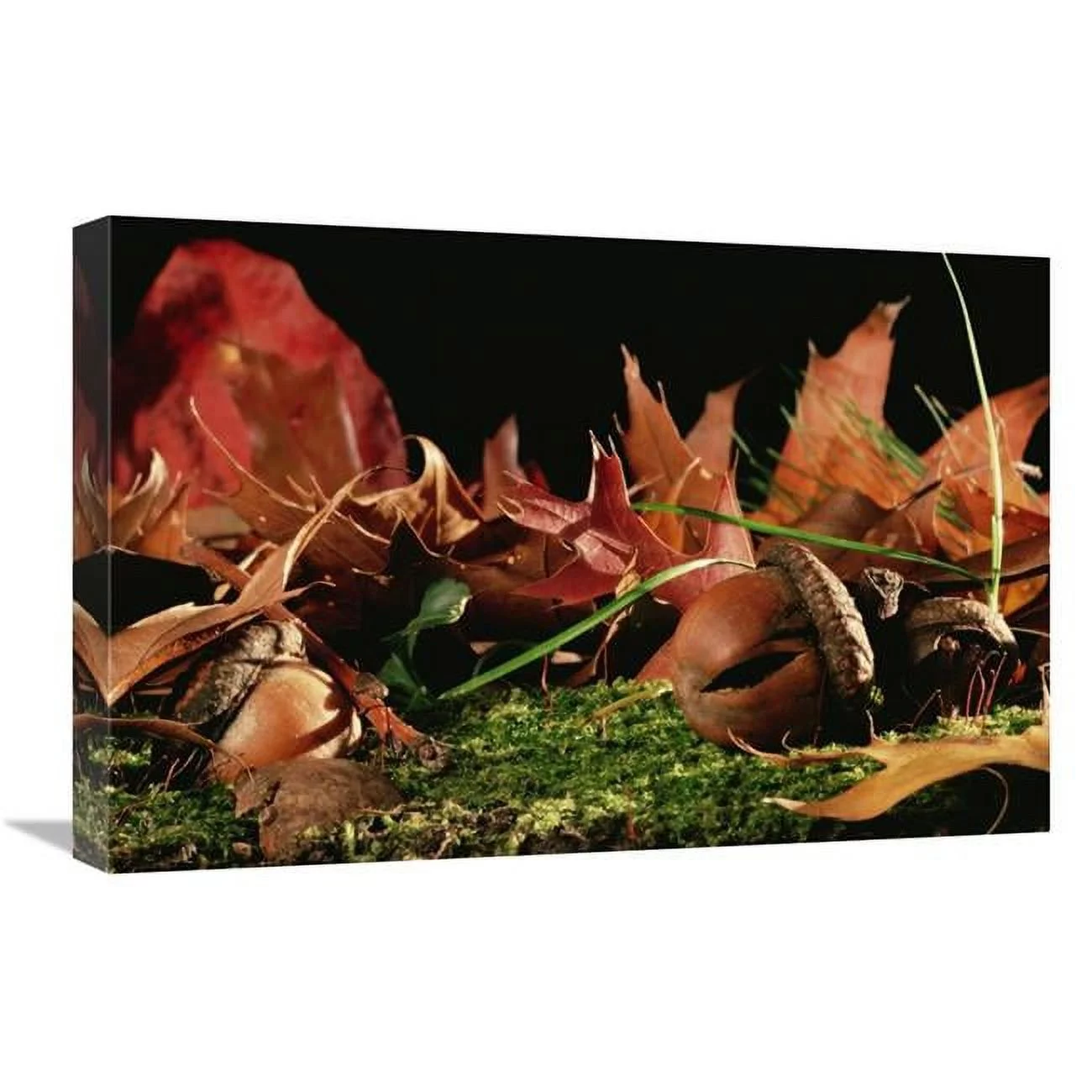 Global Gallery  16 x 24 in. Northern Red Oak Tree with Acorns - Massachusetts Art Print - Mark Moffett