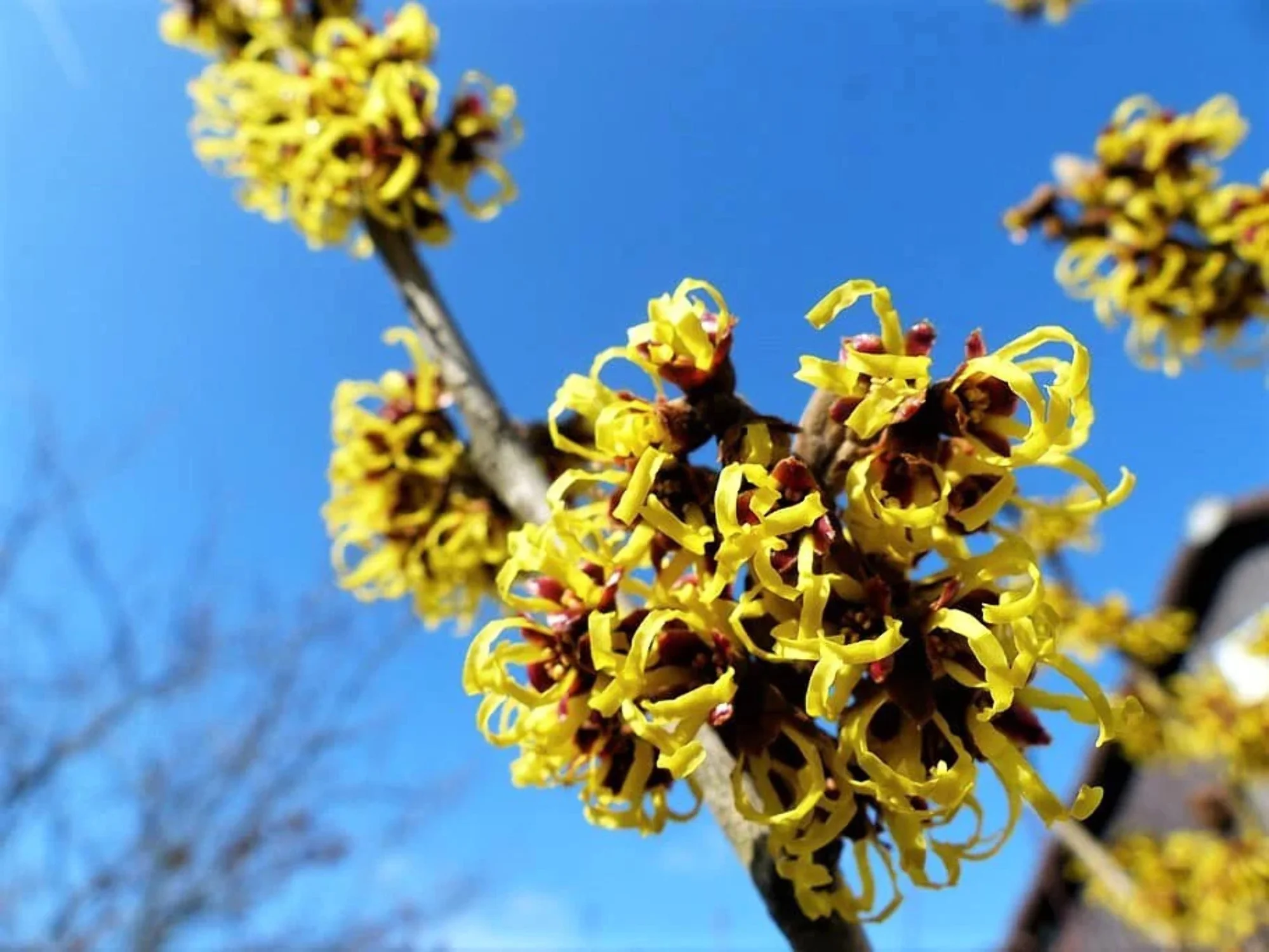 25 American WITCH HAZEL Hamamelis Virginiana Alder Shrub Tree Yellow Flower Seeds