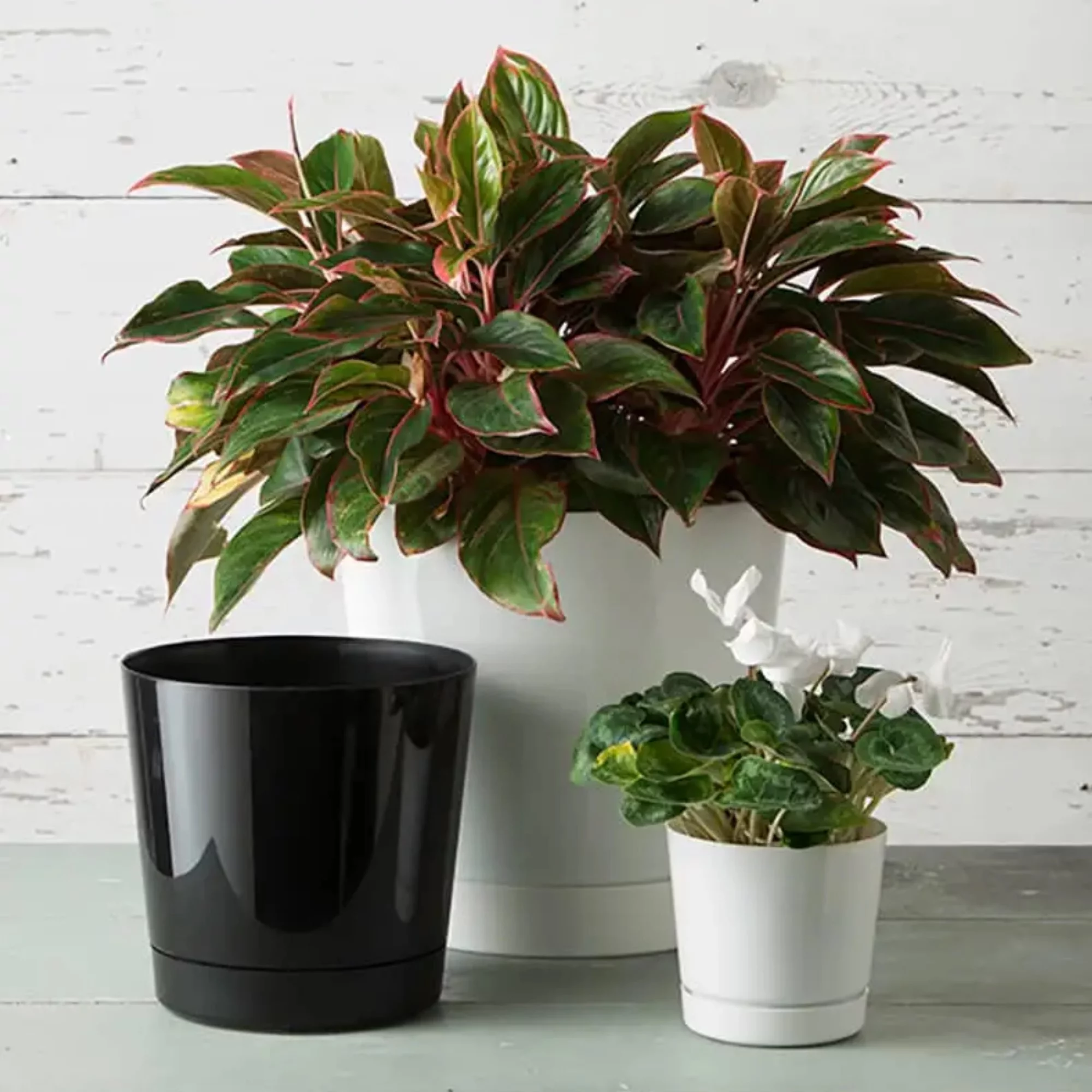 Novelty (#10062) Full Depth Round Cylinder Pot, White, 6 Inch