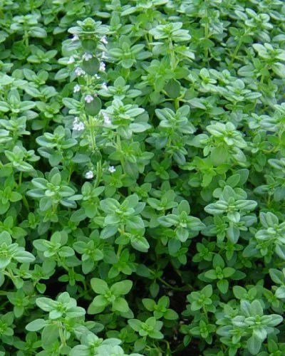 Clovers Garden English Thyme Plant– Two (2) Live Plants – Not Seeds –Each 4