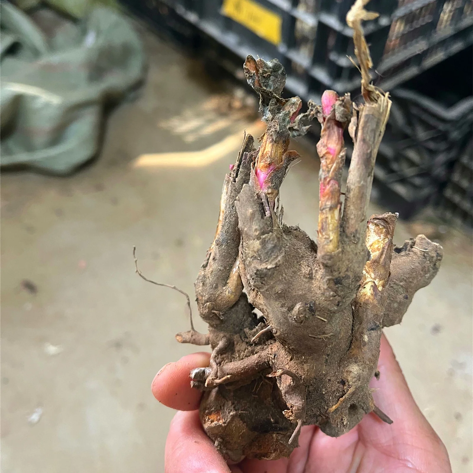 Peony Bulbs, Peony Bulbs, Perennials, Ornamental, DecorationPeony Plant, Potted Plant, Beauty,Four Seasons,Peony Bulbs For Sale