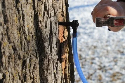 Maple Syrup Tree Tapping Tubing Line - 50 FEET - 5/16 inch Vacuum Line Hose - Can use with Drop Line Tubes Set-up - Semi Stiff Blue - 15 Year (50 Foot Length)