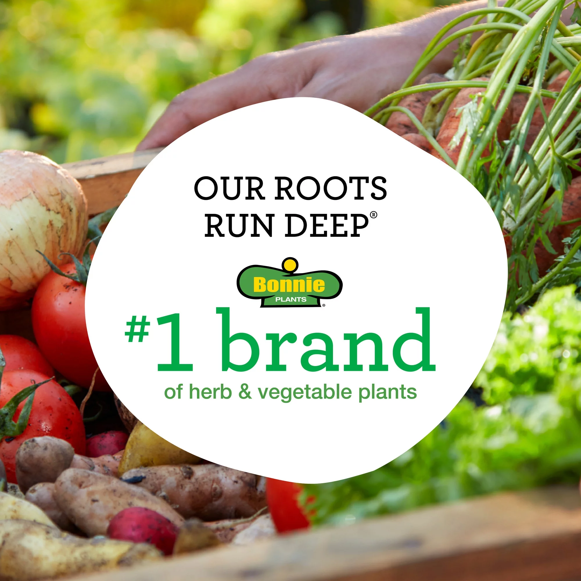 Bonnie Plants Red Beefsteak Tomato 2.5 gal. Cage, Live Plant