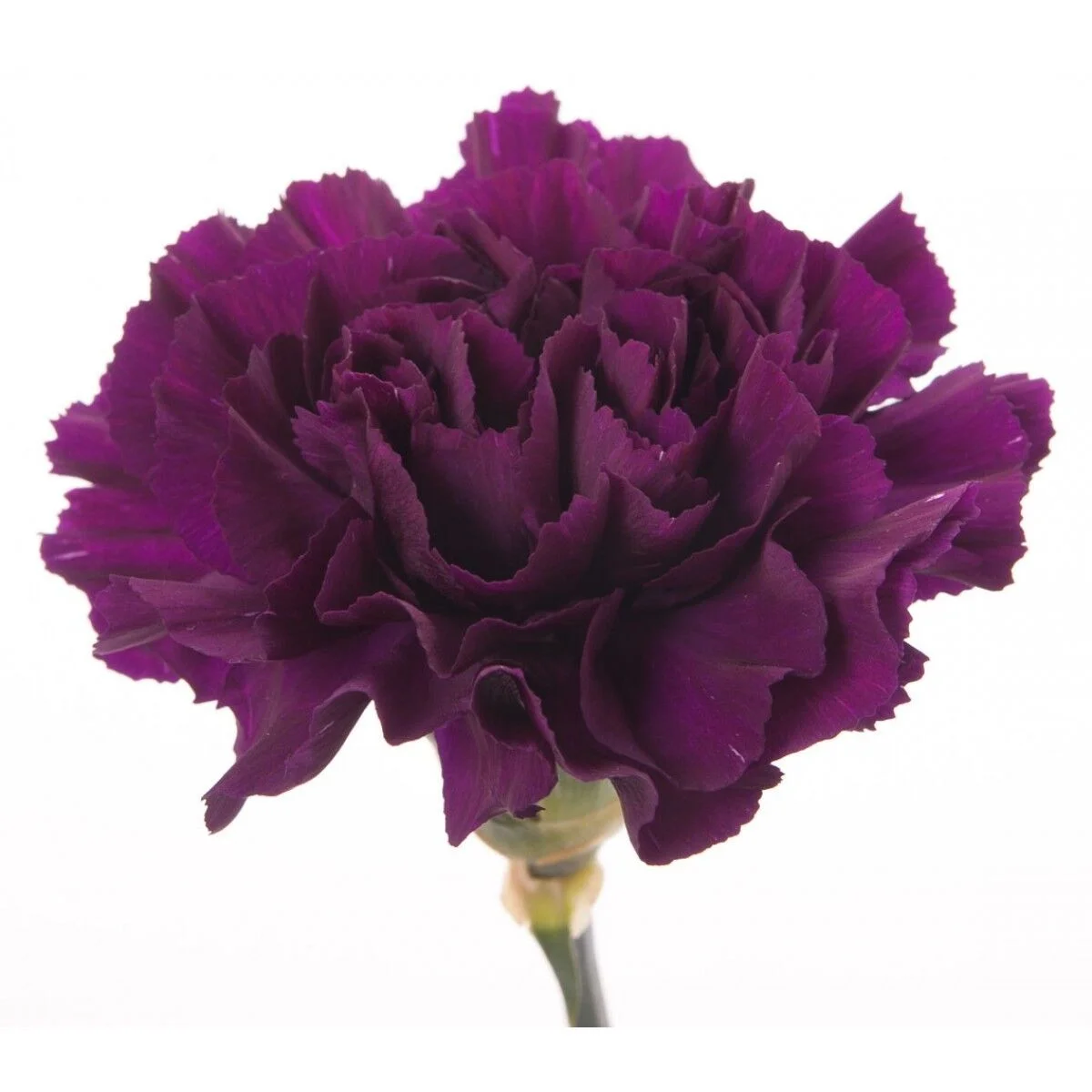 30+ CARNATION GRENADIN KING OF THE BLACKS / FRAGRANT PERENNIAL FLOWER SEEDS