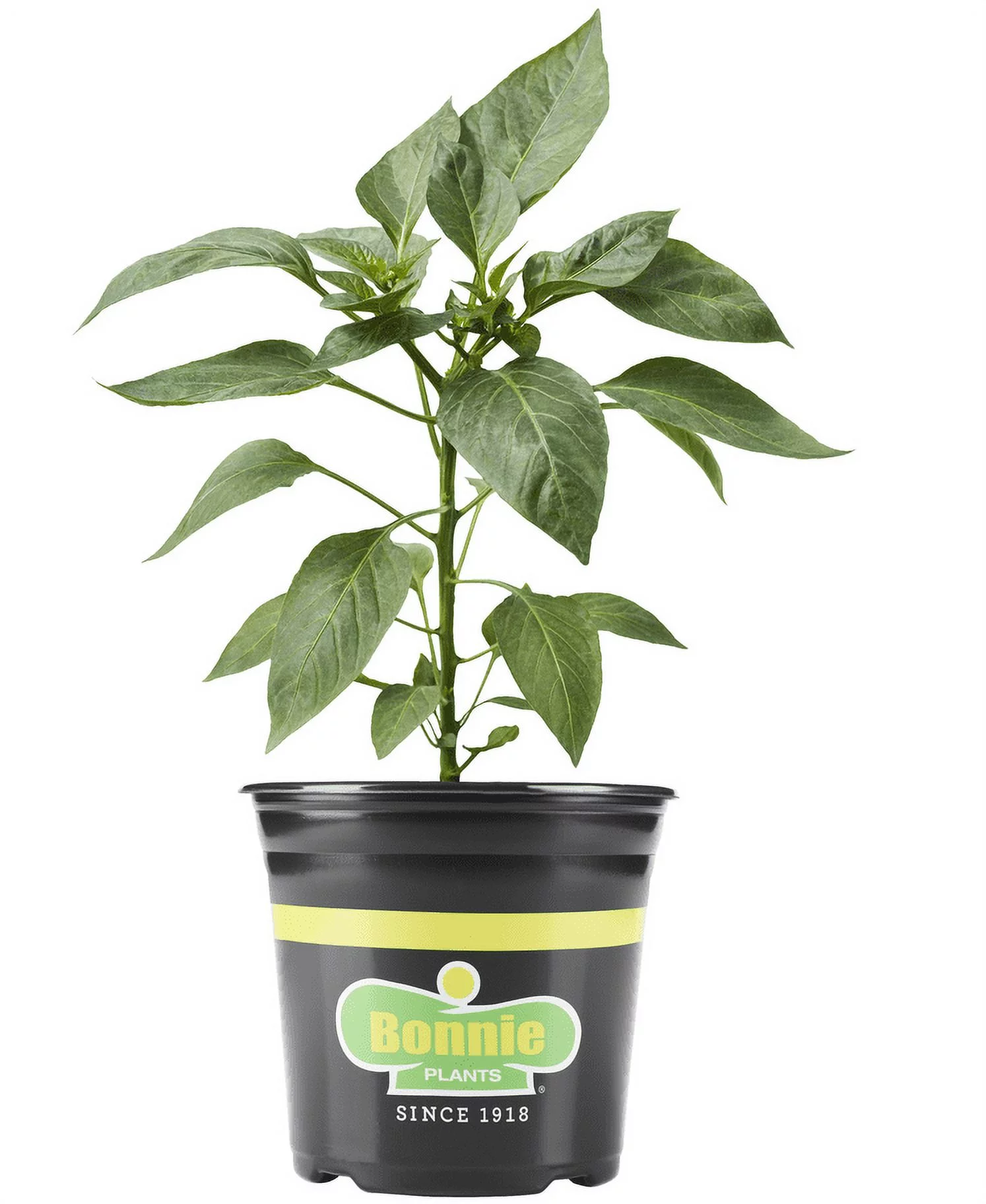 Bonnie Plants Thai Hot Pepper, Ideal for Containers, 2.32 qt