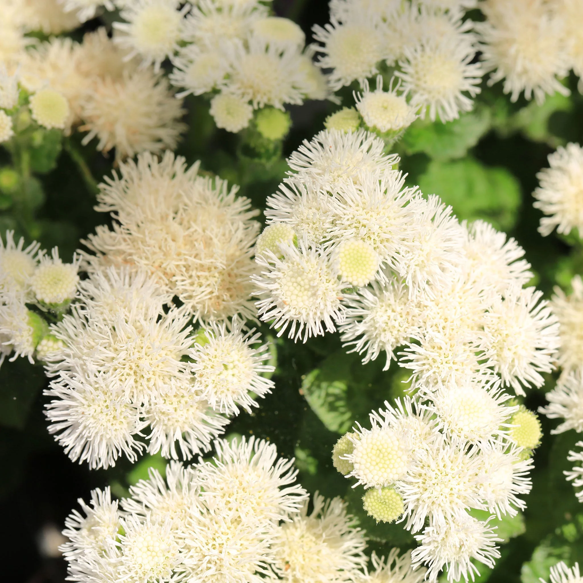 Ageratum Seeds - Dondo White - 1 Ounce - White Flower Seeds,  Heirloom Seed  Attracts Bees, Attracts Butterflies, Attracts Pollinators, Fragrant, Container Garden