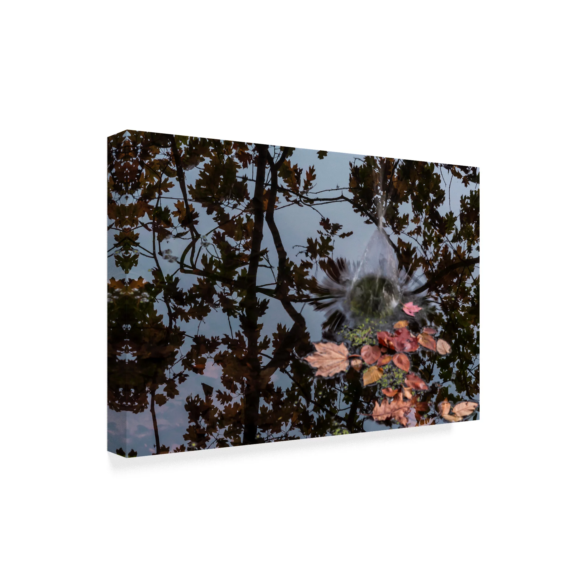 Trademark Fine Art 'Acorn Falling Into Pond With Tree Reflections' Canvas Art by Anthony Paladino