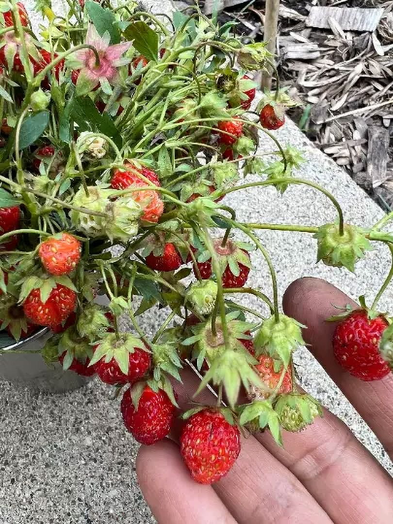 10 Organic wild strawberry bare root plant