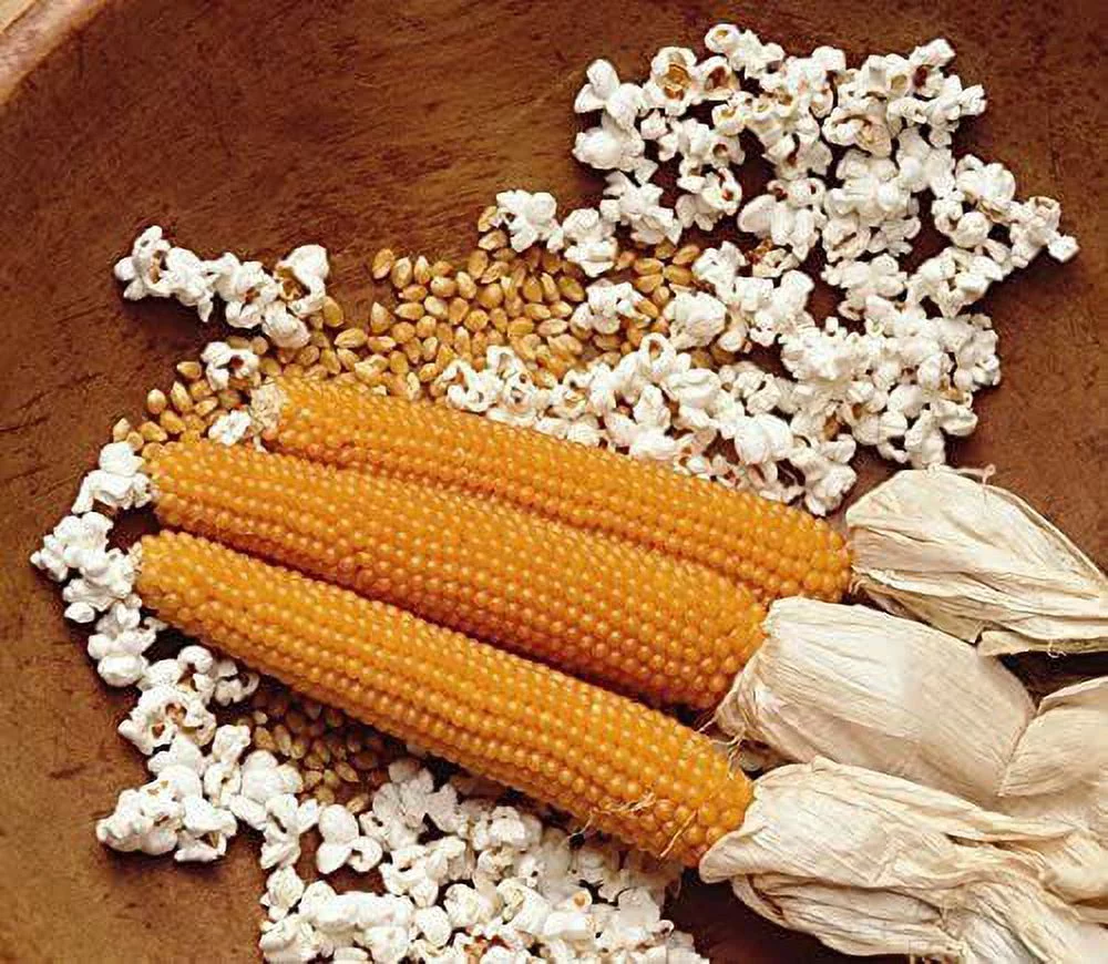 25 Snow Puff Popcorn Seeds to Grow Made in USA. Grow Your own Popcorn