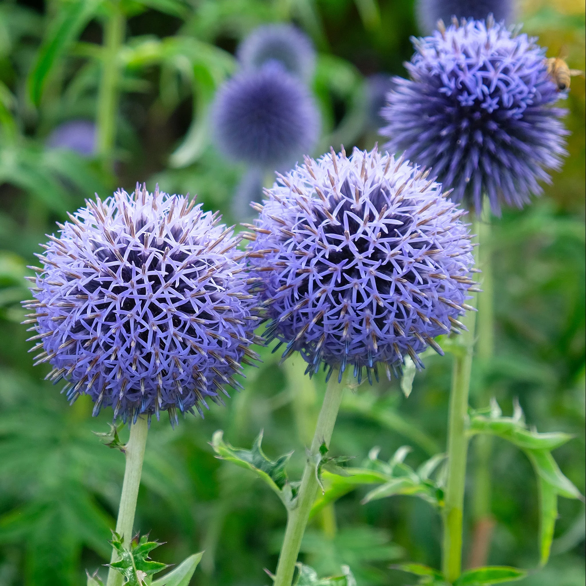 Southern Globe Thistle Seeds