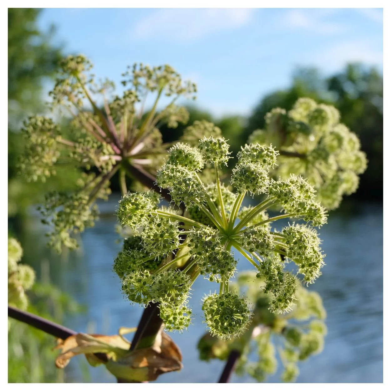 Everwilde Farms - 200 Angelica Native Wildflower Seeds - Gold Vault Jumbo Bulk Seed Packet