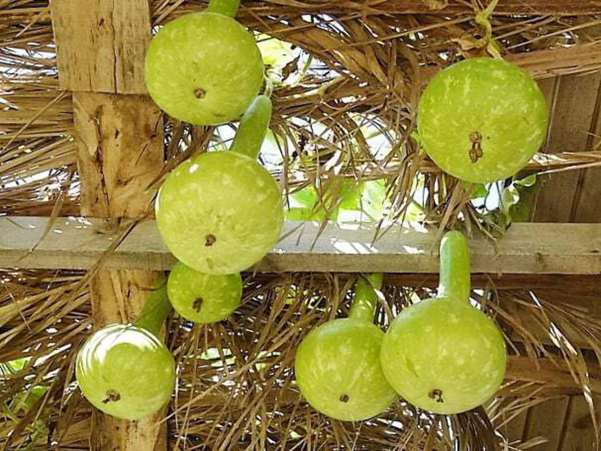 30 Seeds DIPPER GOURD Siphon Gourd Green Lagenaria Siceraria Vegetable Seeds