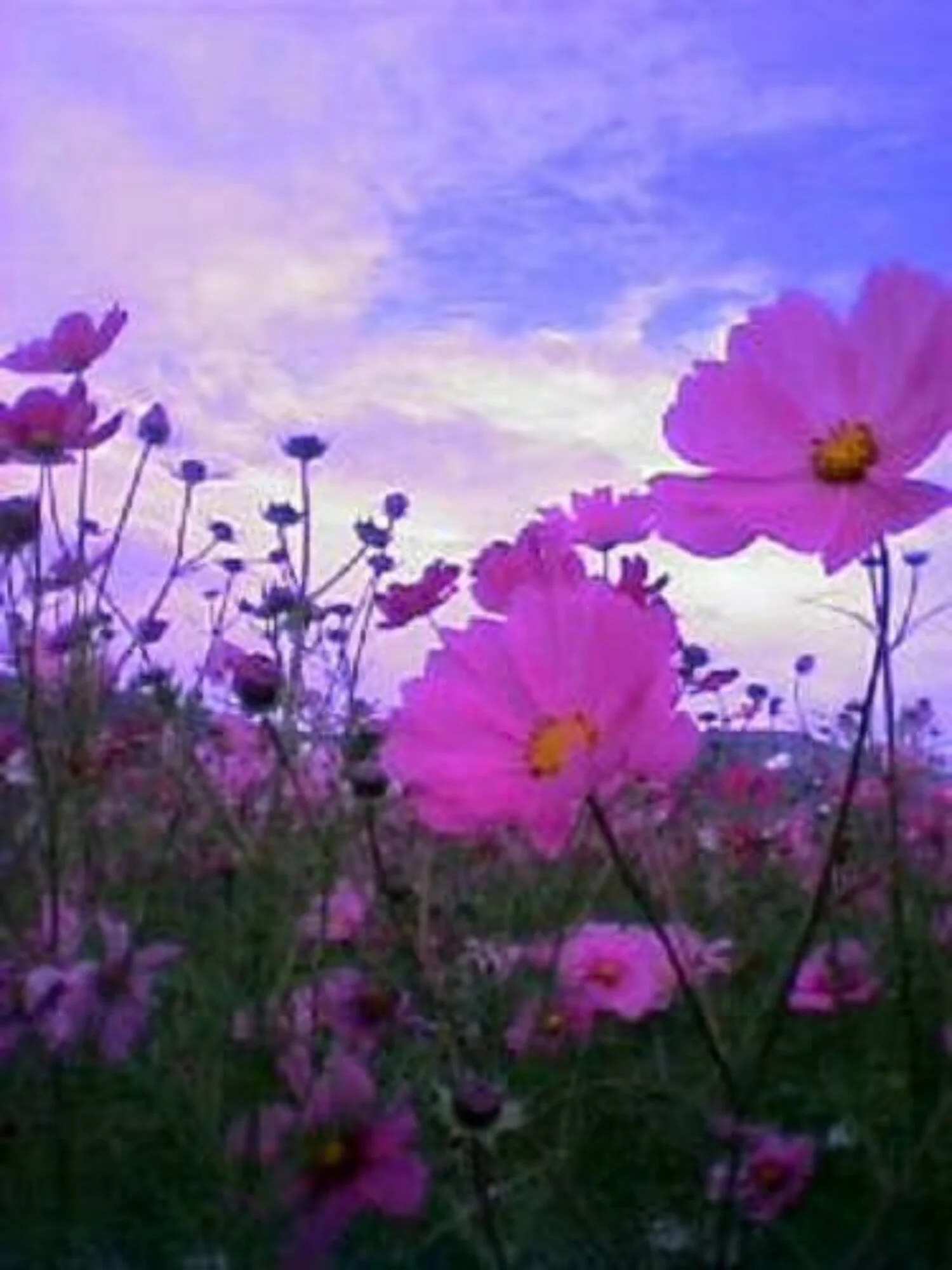 200 TALL PINK COSMOS Bipinnatus Flower Seeds