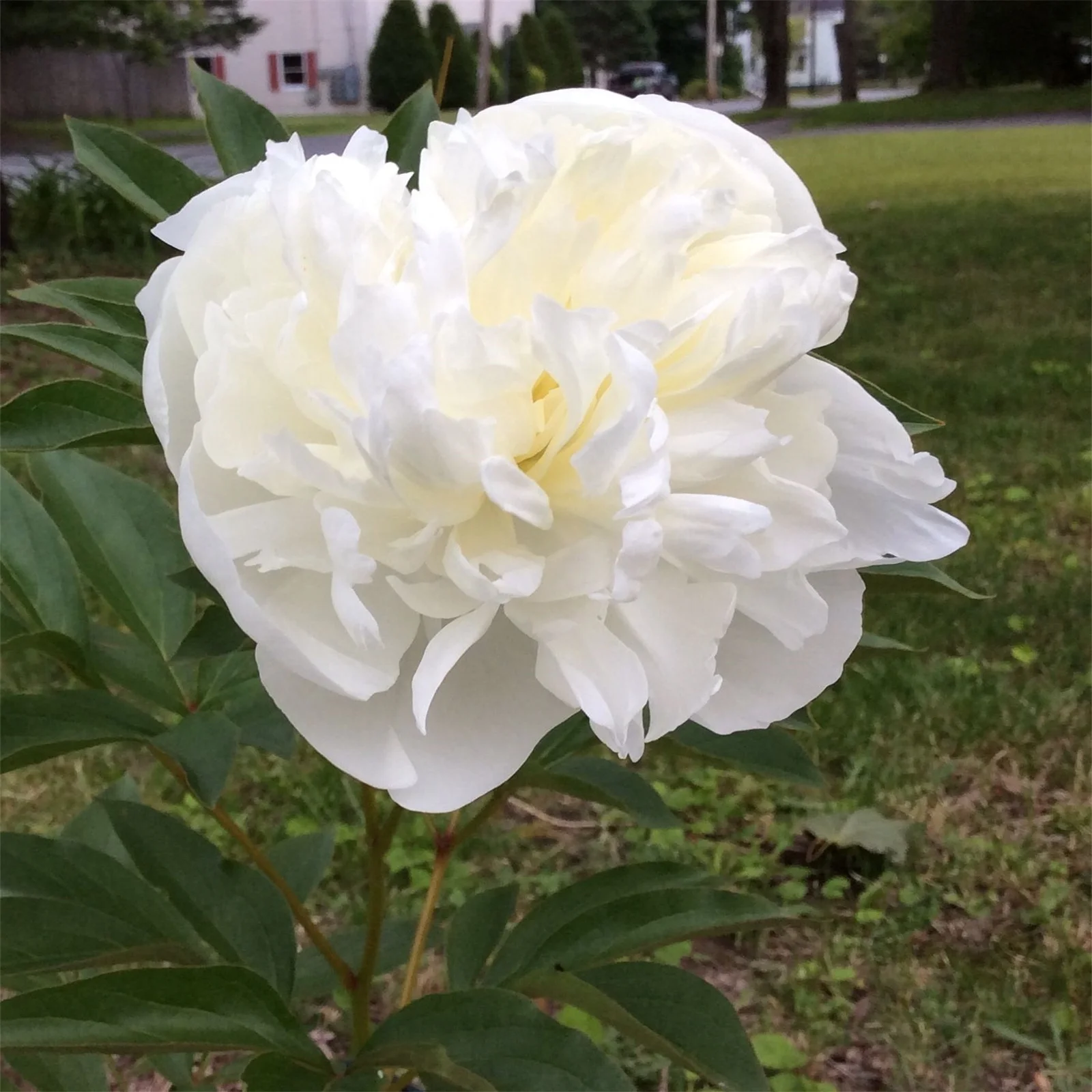 Peony Bulbs, Peony Bulbs, Perennials, Ornamental, Potted Plant, DecorationPeony Plant, Beauty,Four Seasons,Peony Bulbs For Sale