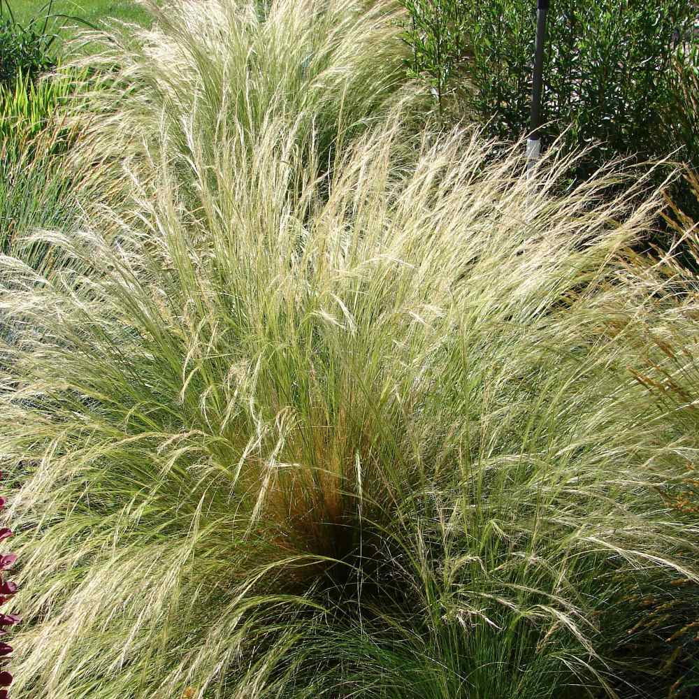 Stipa Tenuissima Mexican Feather Drought Tolerant Ornamental Grass Plant Seed - 2000 Seeds