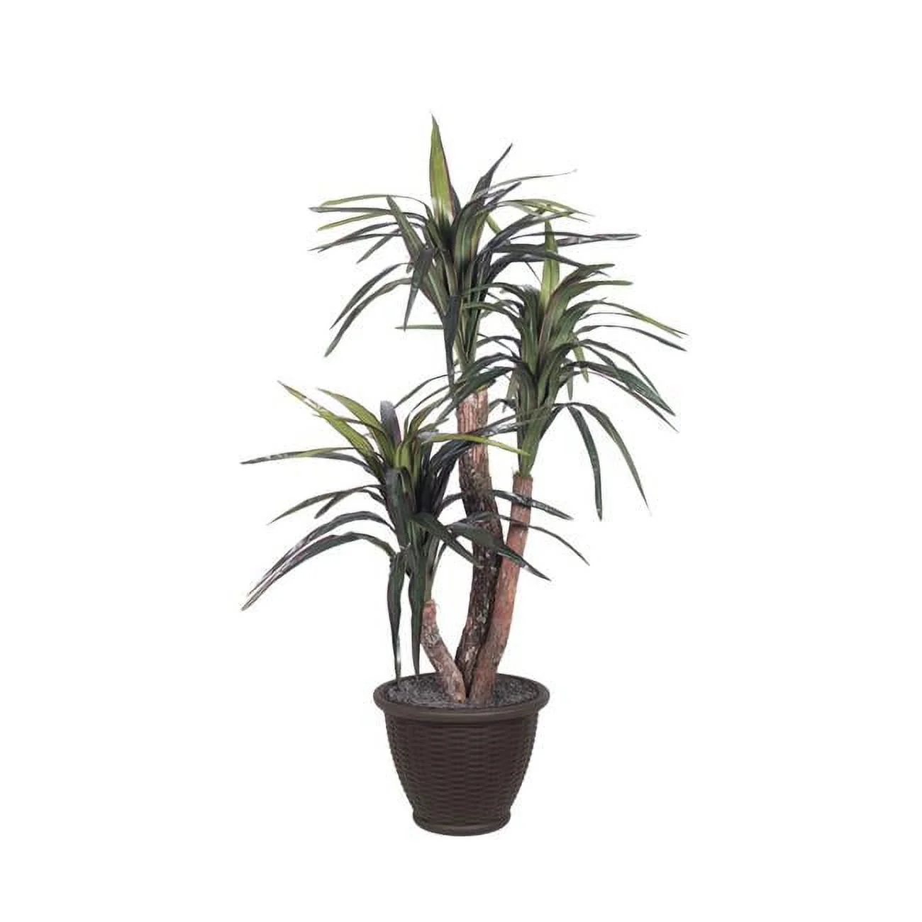 4 ft. Marginata Extra Full in Plastic Container Decorative Plant, Dark Green