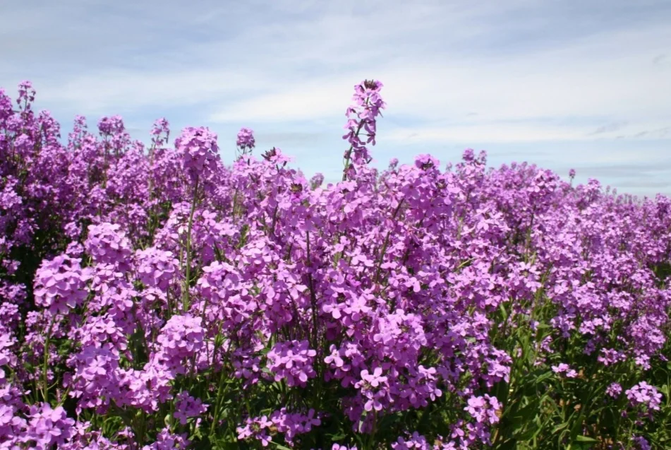 500 Seeds Dame's Rocket Seeds - Violet -Perennial - Free Shipping