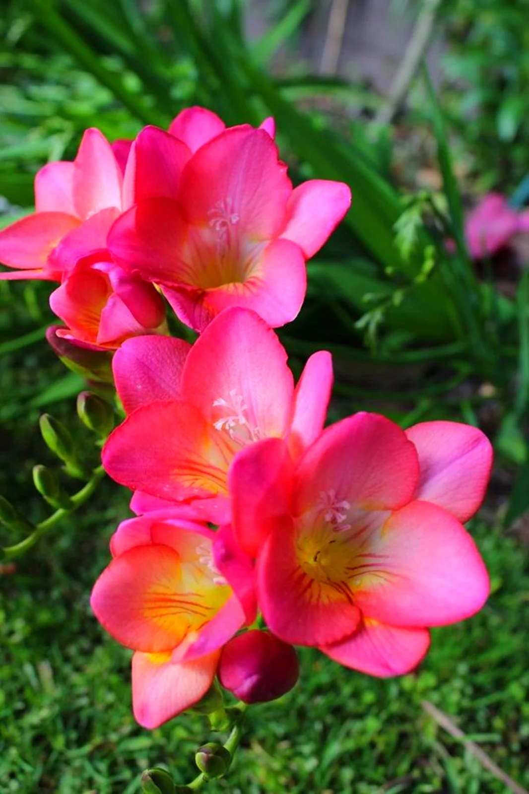 Freesia Bulbs,  Fragrant Flowers, Bright, Flower Bulbs Flowering In All Seasons,Freesia Bulbs For Sale