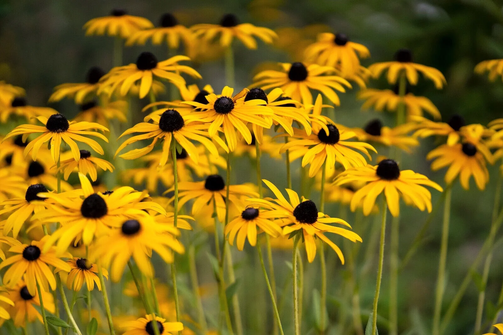 2000 BLACK EYED SUSAN Rudbeckia Hirta Yellow Flower Seeds *Comb S/H