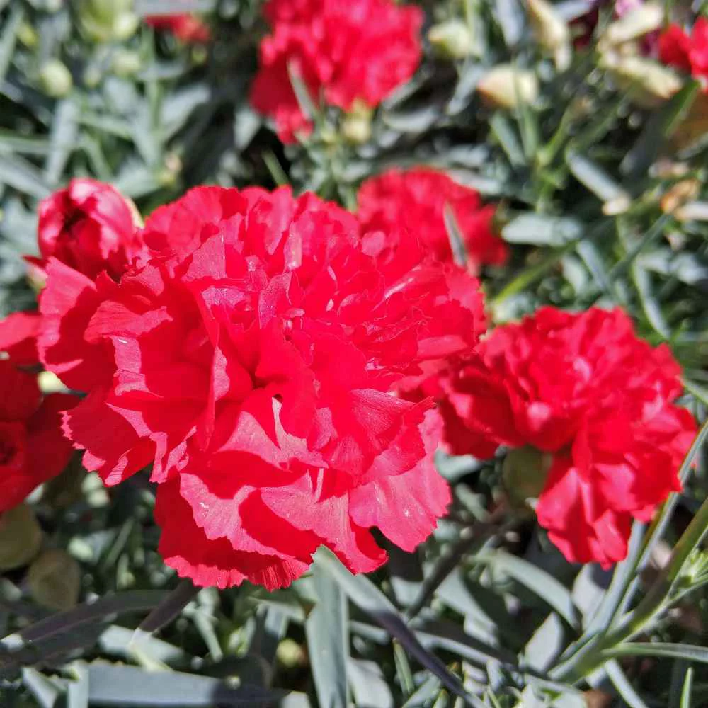 Outsidepride Biennial Scarlet Carnation Flower Seeds for Full Sun - 2000 Seeds