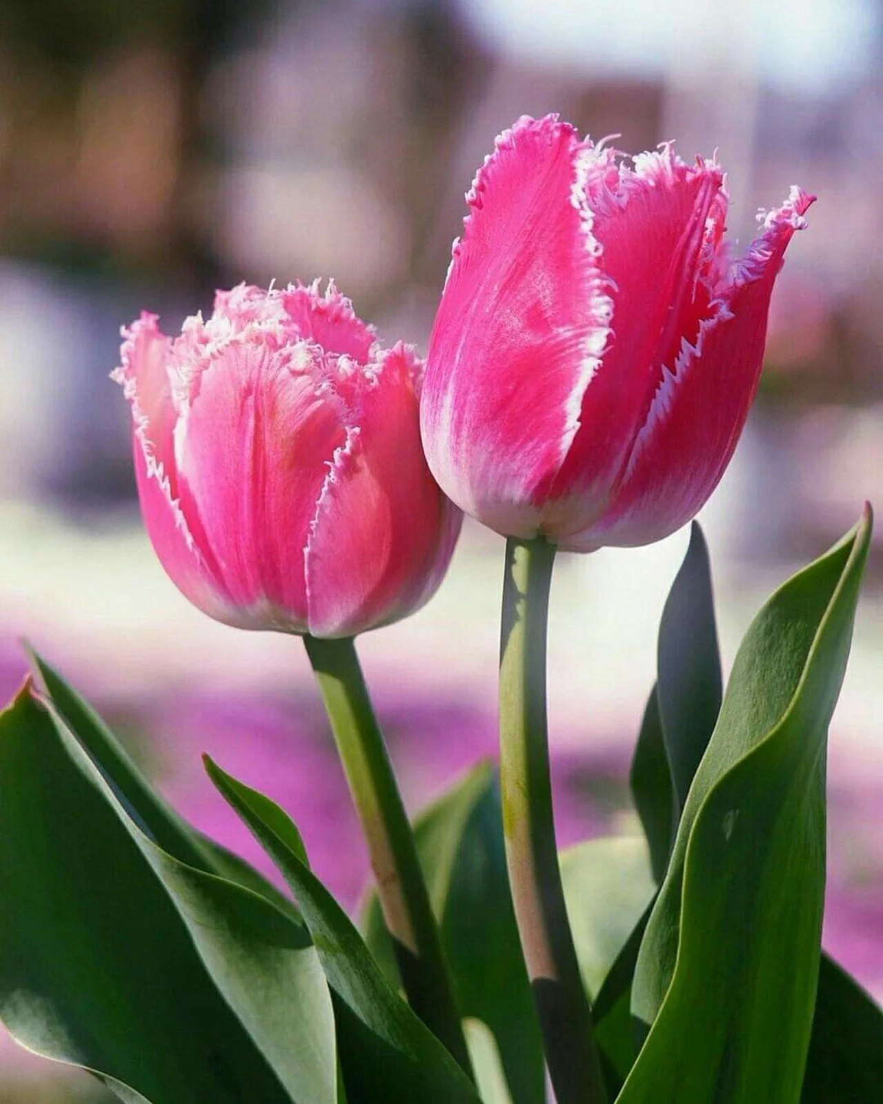 Tulip Bulbs, Tulip Plant Bulbs,Garden Plants, Tulip Flowers,Tulip Bulbs For Sale