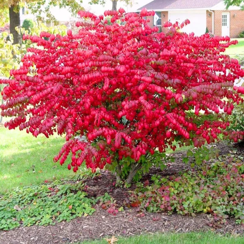 Shrub Live Plants, Dwarf Burning Bush Plants 4-10 Inc Tall Rooted for Gardening Not Ship to NY, NH, MA, VT