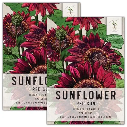 Seed Needs, Red Sun Sunflower Seeds - 120 Heirloom Seeds for Planting Helianthus annuus - Great Cut Flowers, Attracts Butterflies/Pollinators (2 Packs)