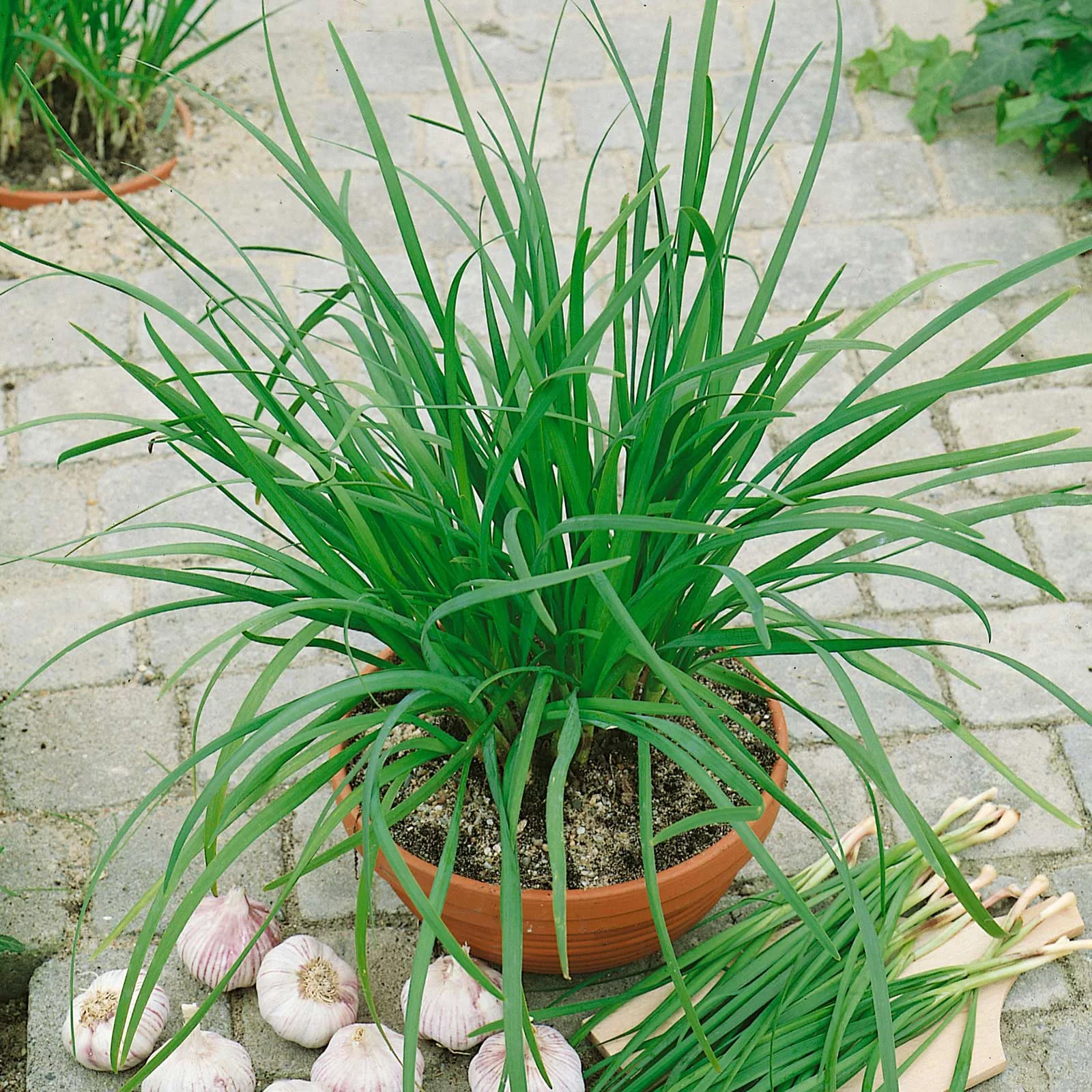 Garlic Chive Seeds (Organic) - Packet -  Herb Seeds,  Heirloom Seed, Organic Seed  Easy to Grow & Maintain, Edible, Container Garden