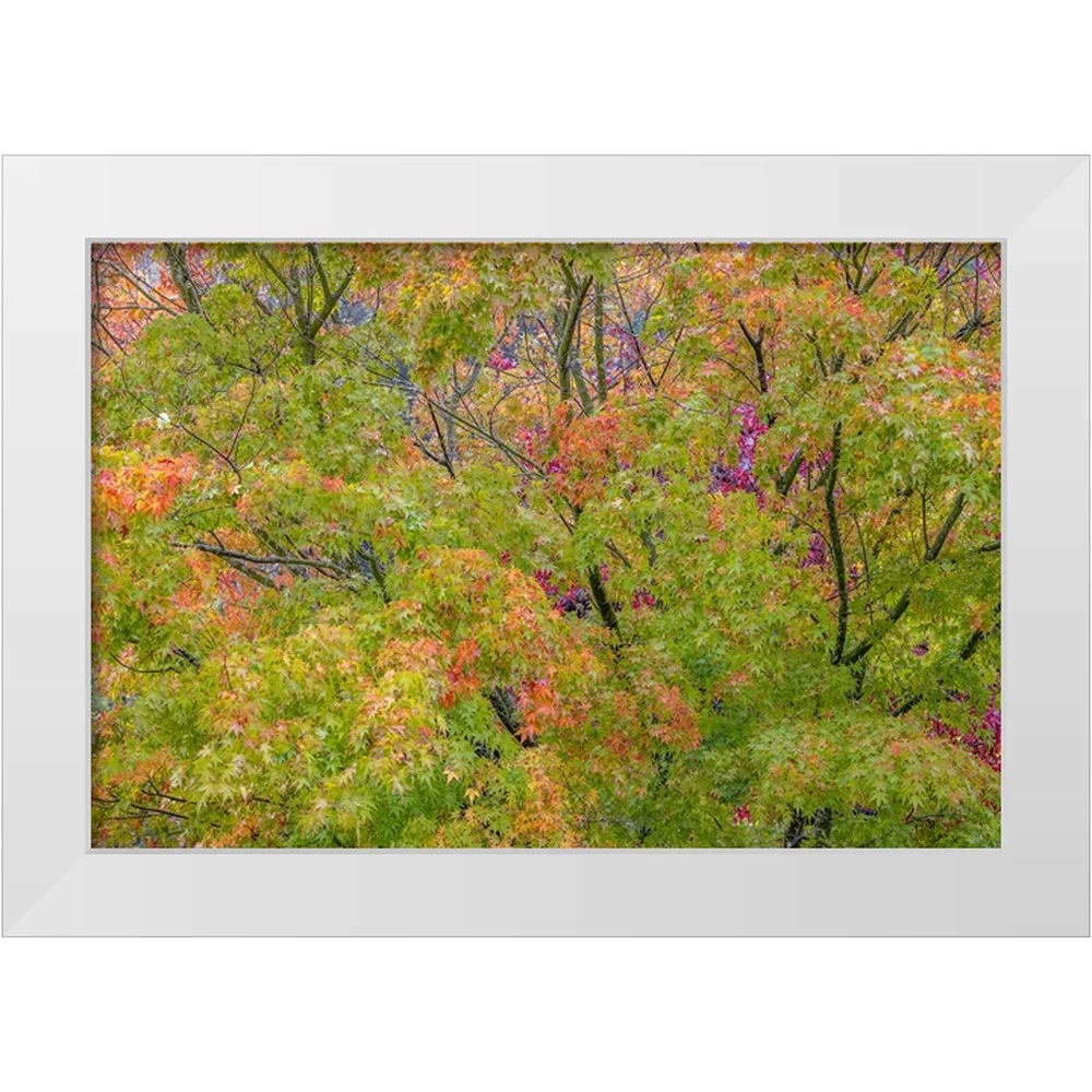 Jaynes Gallery 14x11 White Modern Wood Framed Museum Art Print Titled - USA-Washington State-Seabeck Japanese maple tree in autumn