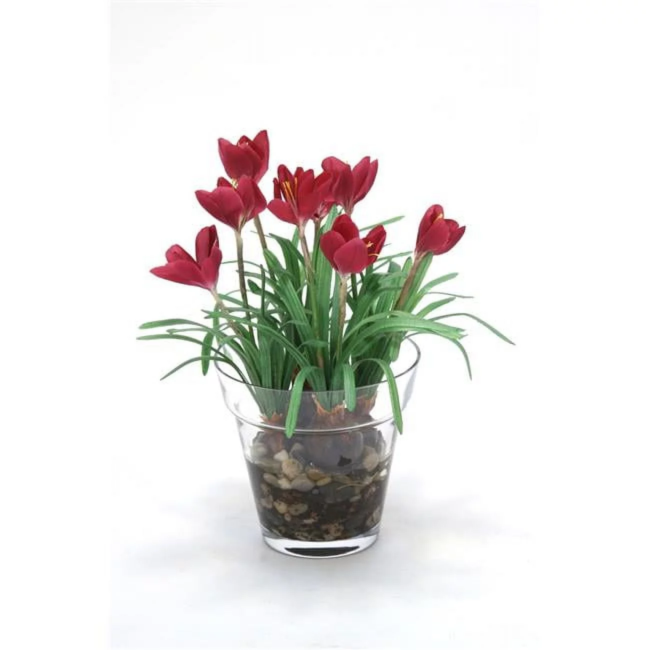 Unisex Waterlook-R Mauve Crocus in Glass Flower Pot - Green