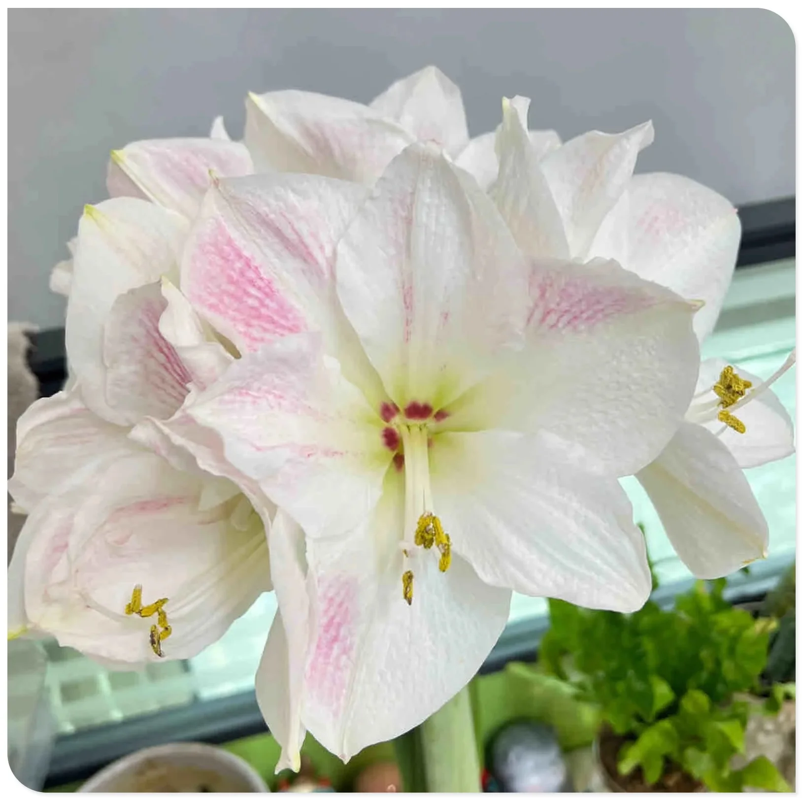 Amaryllis Bulbs For Planting,Amarillos,Amaryllis Bulbs For Sale,Amaryllis Pots,Iridescent,Amaryllis Plants,Amaryllis Belladonna Bulbs,Beautify Environment,Amaryllis Belladonna.