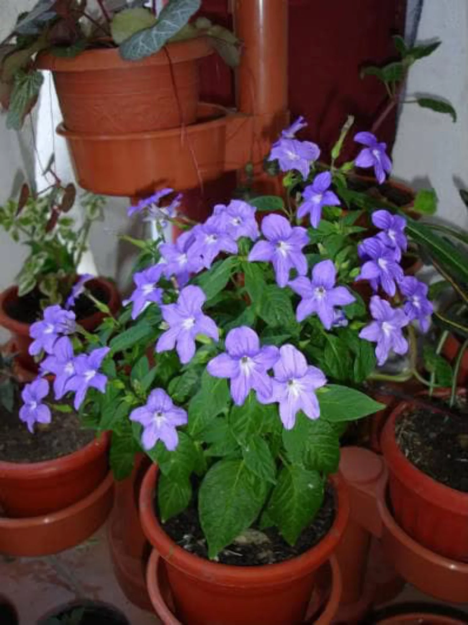 50 BROWALLIA (Amethyst Flower / Bush Violet) Browallia Americana Flower Seeds