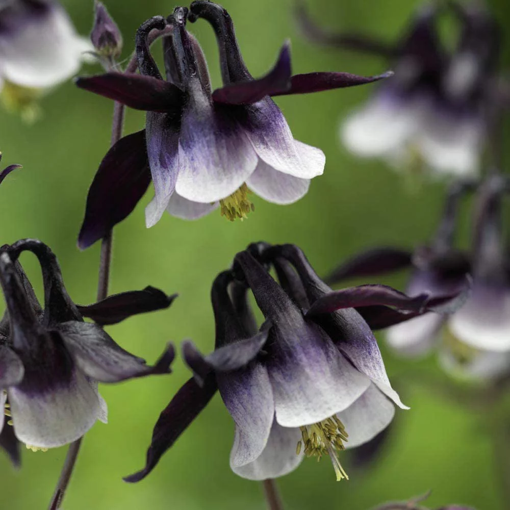 Outsidepride Columbine William Guinness Flowers - 2000 Seeds
