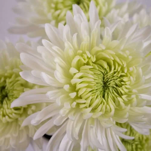 CHUXAY GARDEN White Chrysanthemum Seed,Mums,Chrysanths 10000 Seeds Beautiful Potted Plants Attract Butterflies and Bees Easy Cultivating