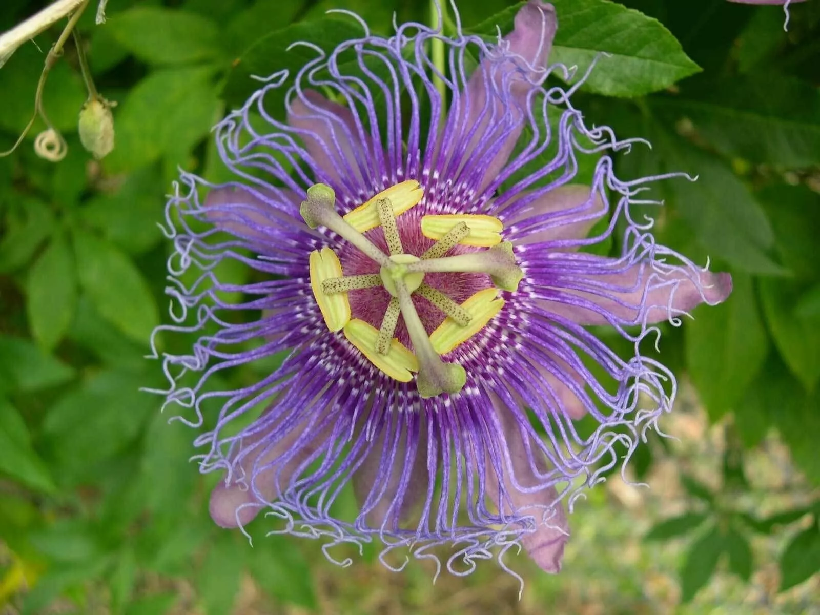 Passiflora incarnata| Apricot Vine | Maypop Purple| 10_Seeds