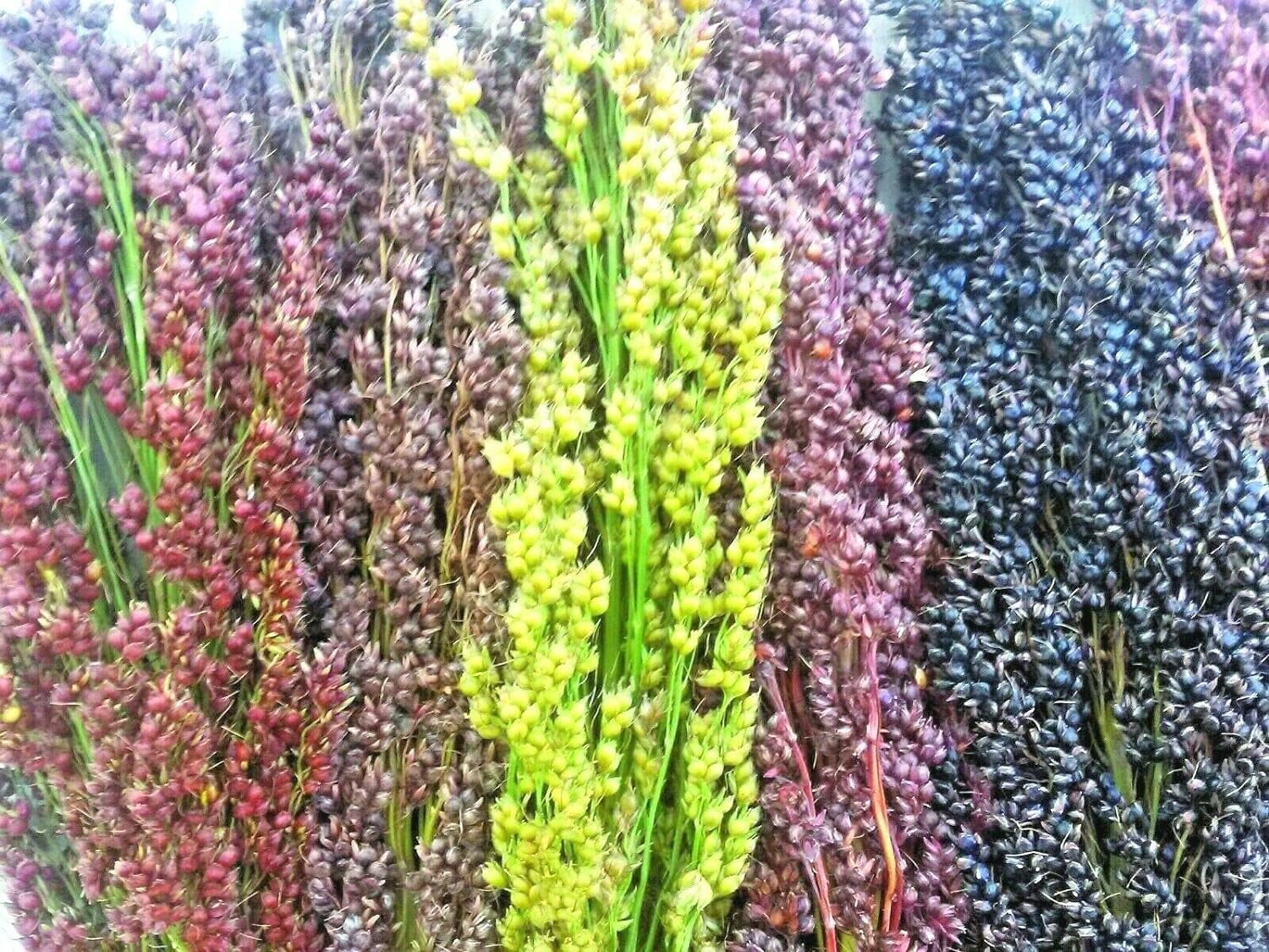 Broom Corn Seed Multi Color Crafts Home Accents Red Bronze Purple Brown Jocad (100+ Seeds)