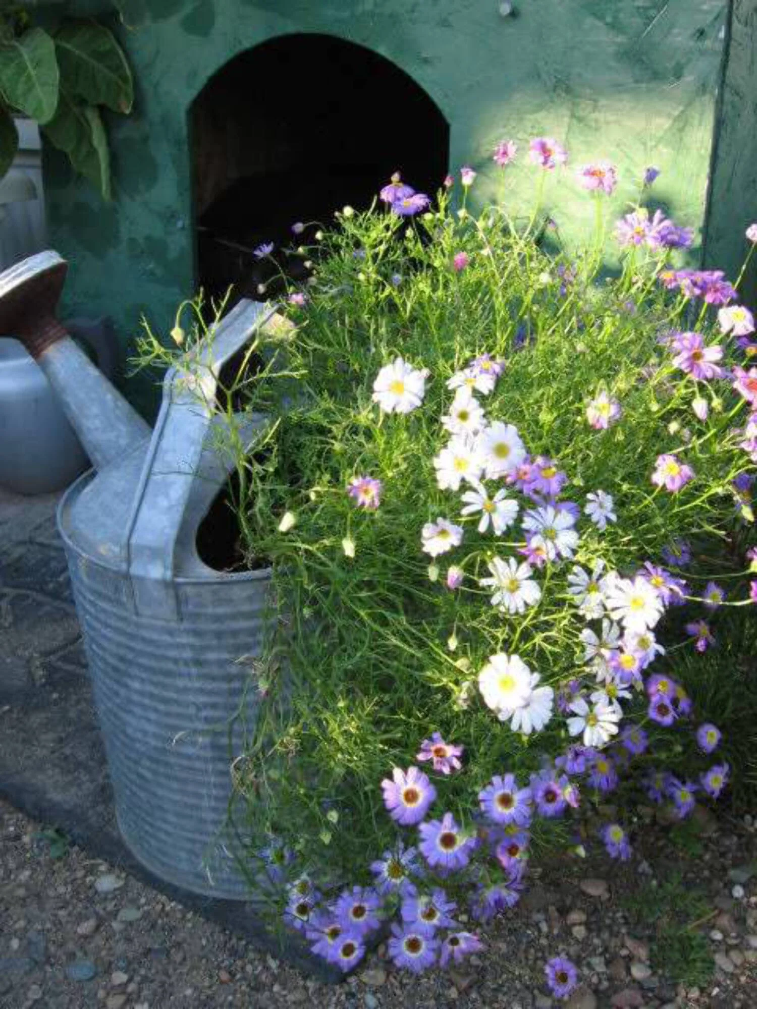 200 White SWAN RIVER DAISY Brachyscome Iberidifolia Flower Seeds