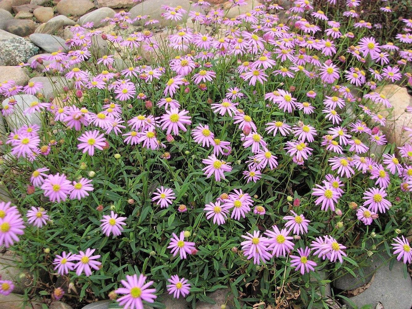 200 Mixed Col SWAN RIVER DAISY Brachyscome Iberidifolia Flower Seeds