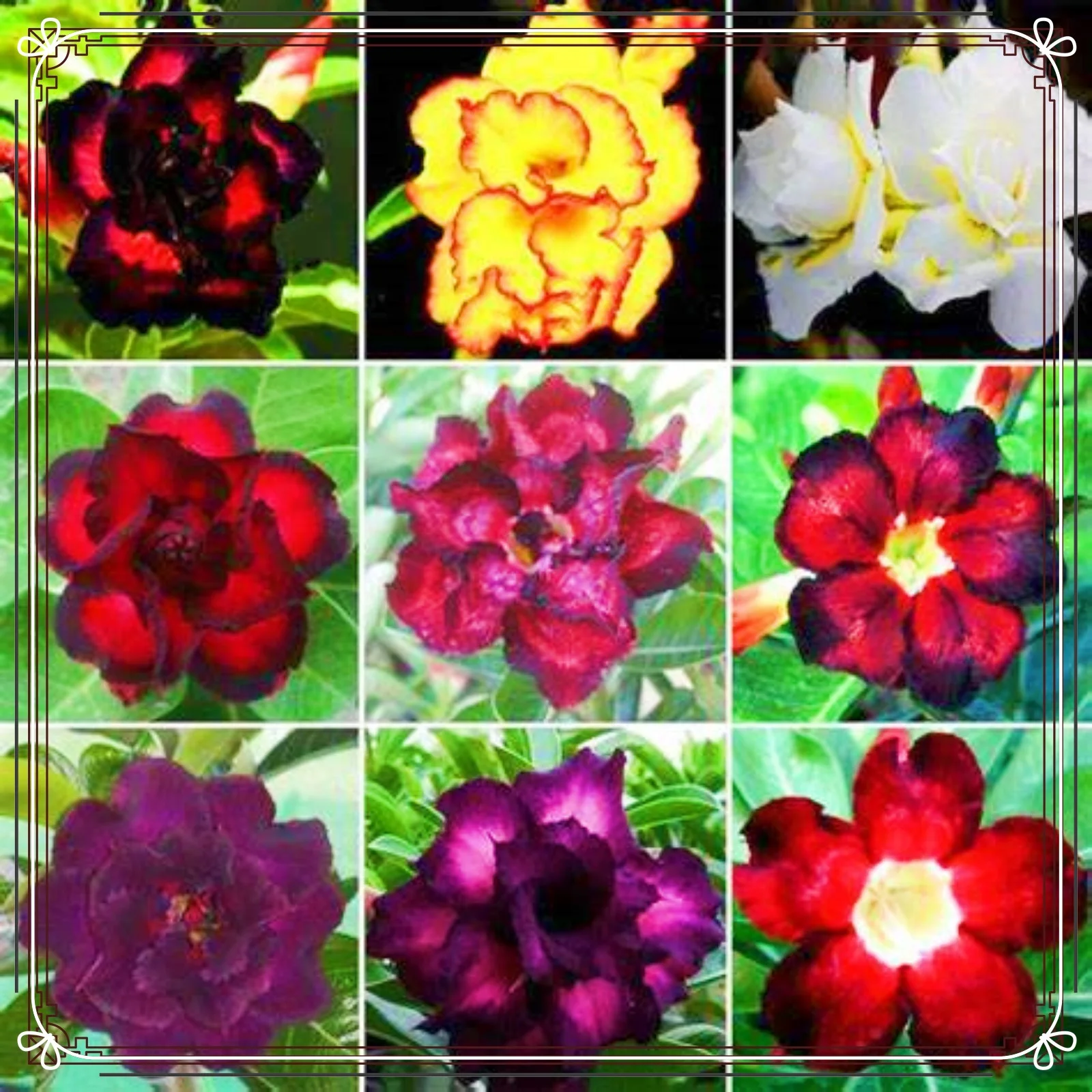 Desert Rose Plant Live Large Desert Rose Bulbs Bulk Desert Rose Bulbs For Sale Garden Decoration Garden Flowers Bonsai Plant