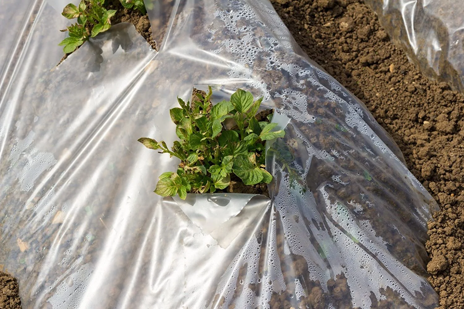 Greenhouse Clear Plastic Film – 25’ x 20’ 6mil, 4 Year UV Treated, Anti Condensation Heavy Duty Polyethylene