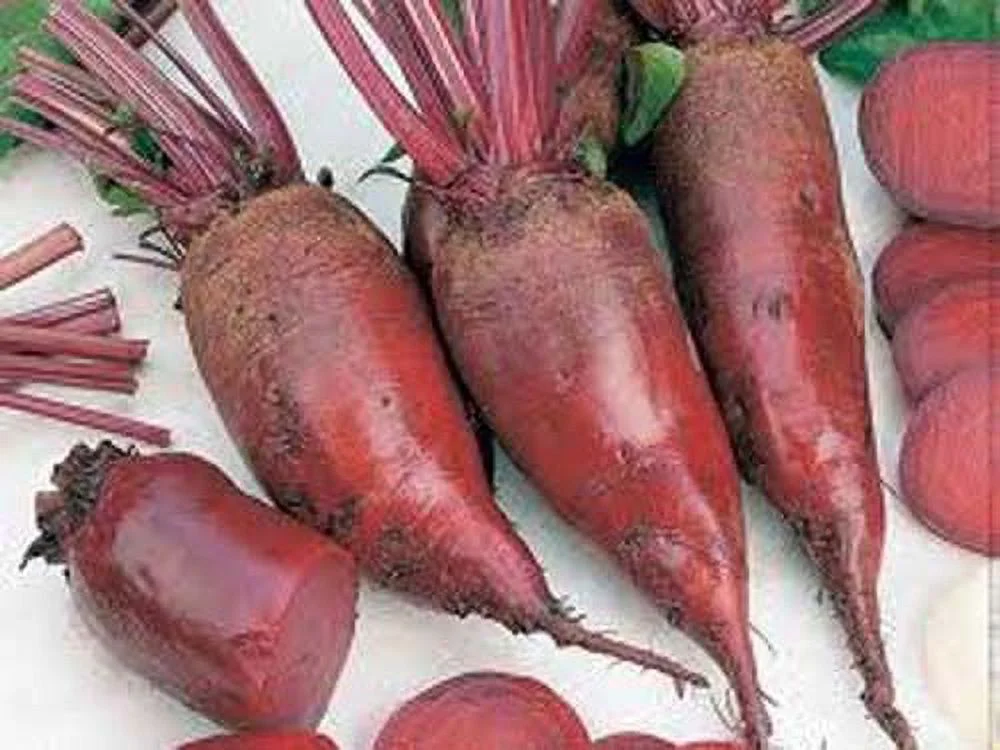 Beet Cylindra Great Heirloom Vegetable 1,500 Seeds
