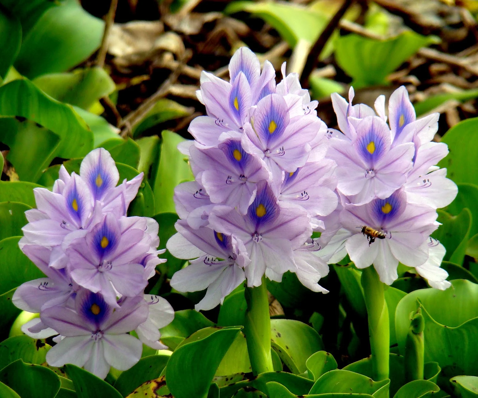 Hyacinth Bulbs, Fragrant Flowers, Seasonal Flowers, Perennials, Hyacinth Bulbs For Sale