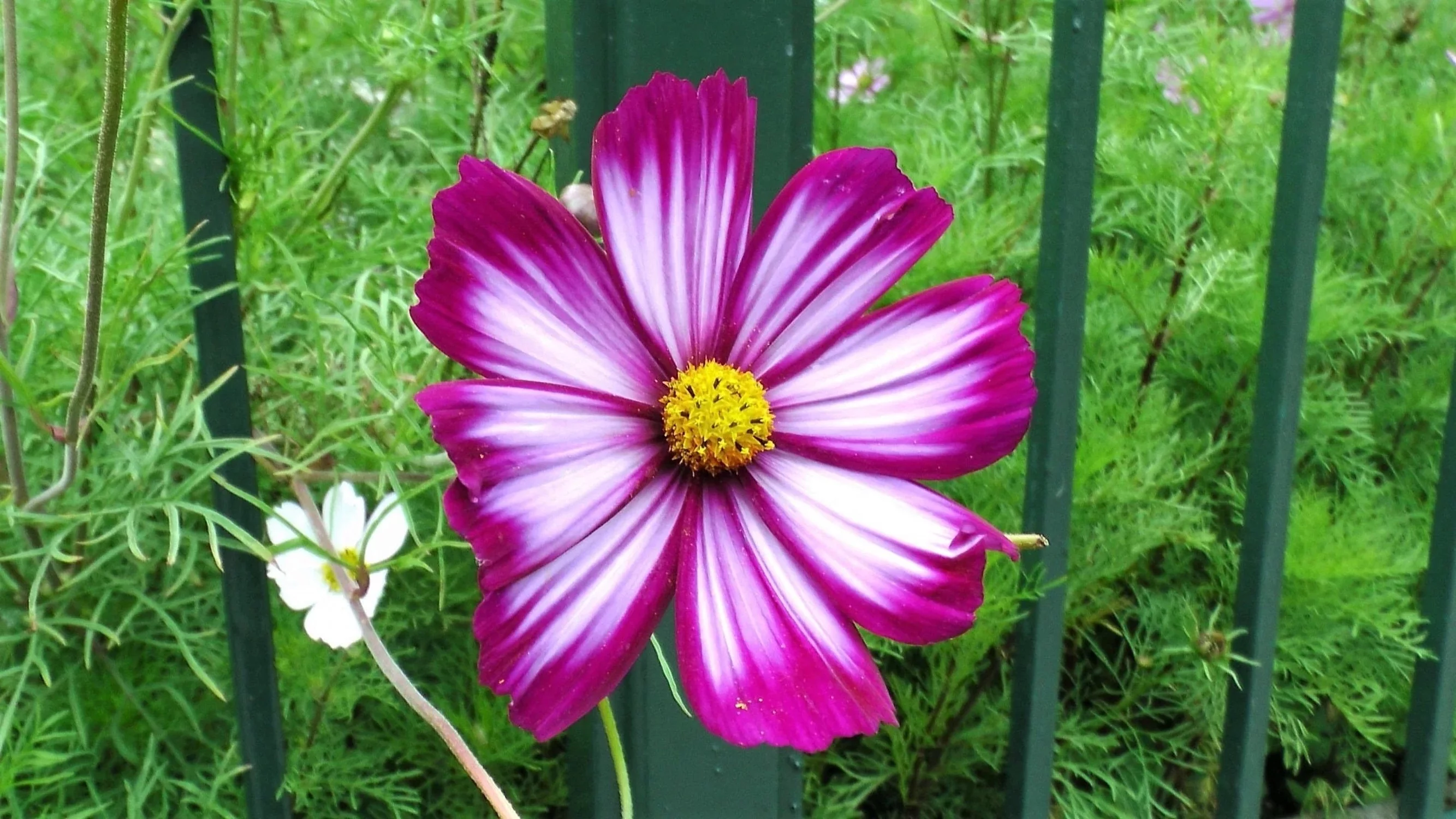 300 CANDY STRIPE COSMOS Cosmos Bipinnatus Flower Seeds