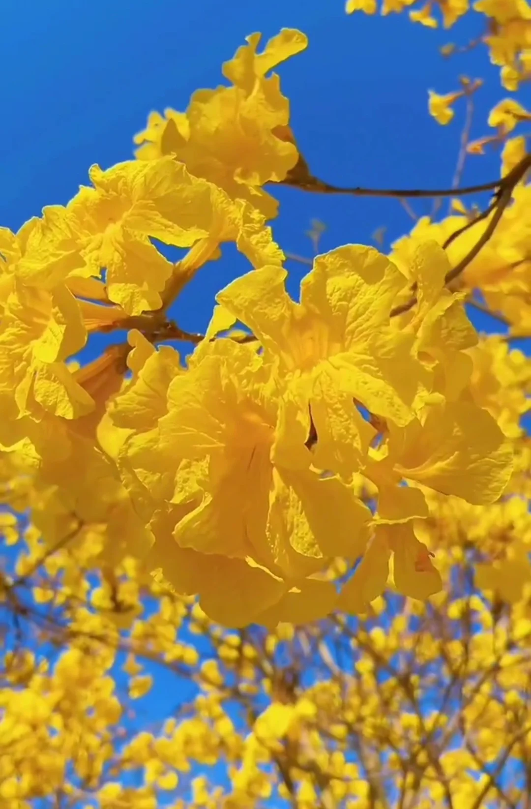 60 Seeds Golden Trumpet Handroanthus chrysotrichus Tabebuia Chrysantha Fresh 2024 Yellow